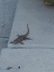 Sceloporus occidentalis