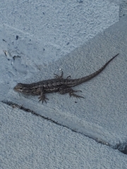 Sceloporus occidentalis