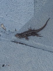 Sceloporus occidentalis