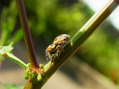 Carrhotus xanthogramma