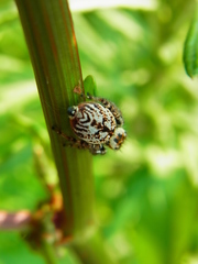 Carrhotus xanthogramma