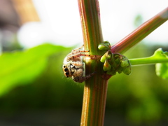 Carrhotus xanthogramma