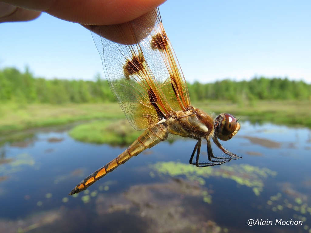 Painted Skimmer