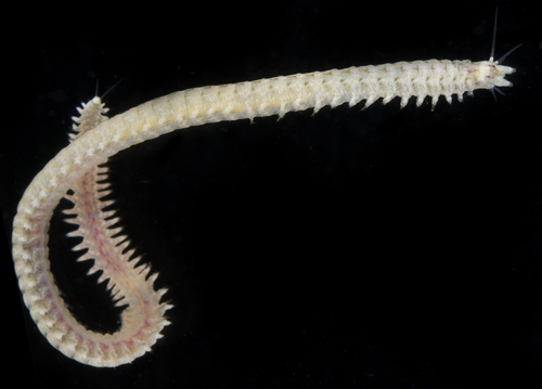 Perinereis curvata in life