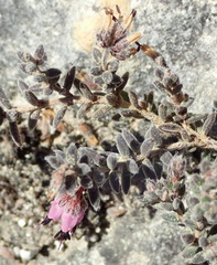 Erica similis