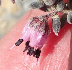 Erica similis