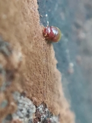 Clambidae