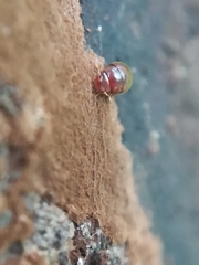 Clambidae