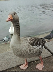Anser anser