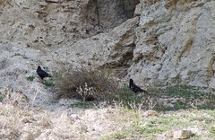 Pyrrhocorax pyrrhocorax