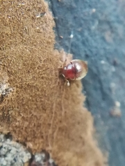Clambidae