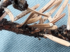 Rutstroemia elatina