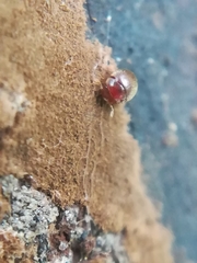 Clambidae