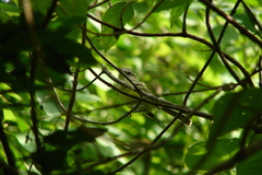 Phylloscartes ventralis