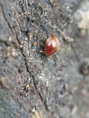 Clambidae