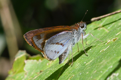 Paracarystus evansi