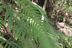 Pelazoneuron puberulum sonorense