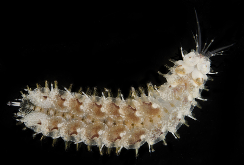 Thormora jukesii in life