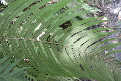 Pelazoneuron puberulum sonorense