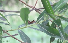 Acronicta intermedia