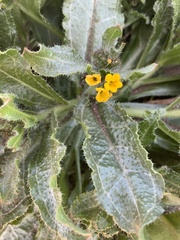 Amsinckia spectabilis