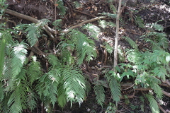 Pelazoneuron puberulum sonorense