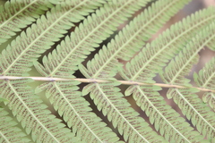 Pelazoneuron puberulum sonorense