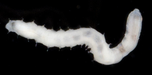 Lysidice unicornis in life