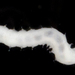 Lysidice unicornis - Photo (c) smithsonian_marinegeo, algunos derechos reservados (CC BY-NC-SA), subido por smithsonian_marinegeo