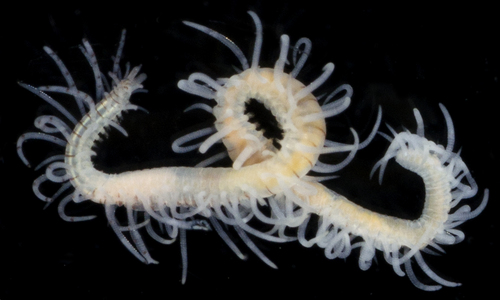 Representative image of Branchiosyllis