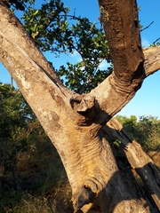 Strychnos madagascariensis