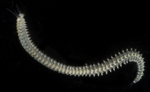 Perinereis nigropunctata in life