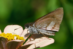 Paracarystus menestries