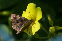 Carcharodus