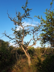 Strychnos madagascariensis