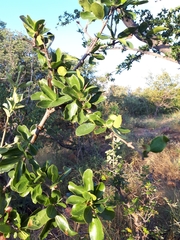 Strychnos madagascariensis