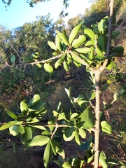 Strychnos madagascariensis