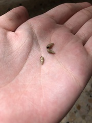 Gastropoda
