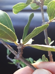 Strychnos madagascariensis