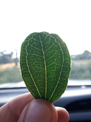 Strychnos madagascariensis