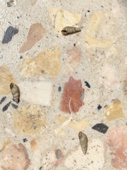 Gastropoda