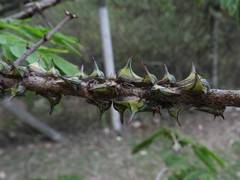 Umbonia