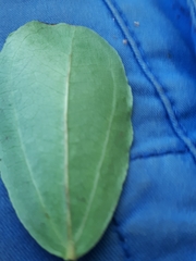 Strychnos madagascariensis