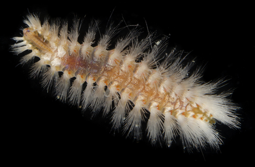 Notopygos albiseta in life