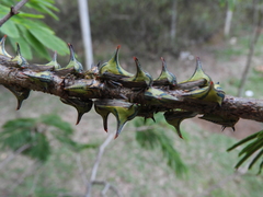 Umbonia