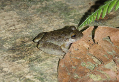 Craugastor aurilegulus