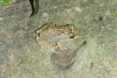 Craugastor aurilegulus