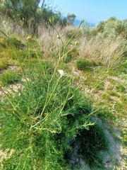 Pycnocomon rutifolium
