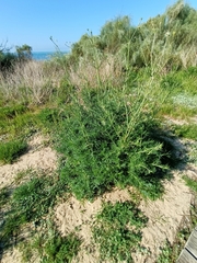 Pycnocomon rutifolium