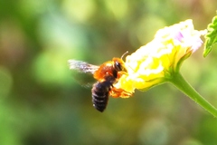 Megachile sicula